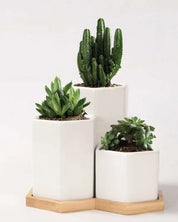 Geo Tall Trio Set Of 3