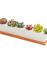 Succulent Planter-Long