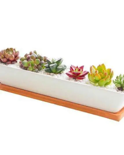 Succulent Planter-Long