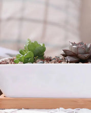 Succulent Planter-Long