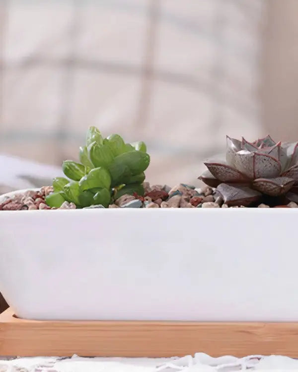 Succulent Planter-Long