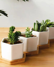 Succulent Planter -Small -Set Of 3-