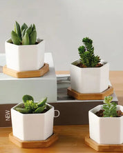 Succulent Planter -Small -Set Of 3-